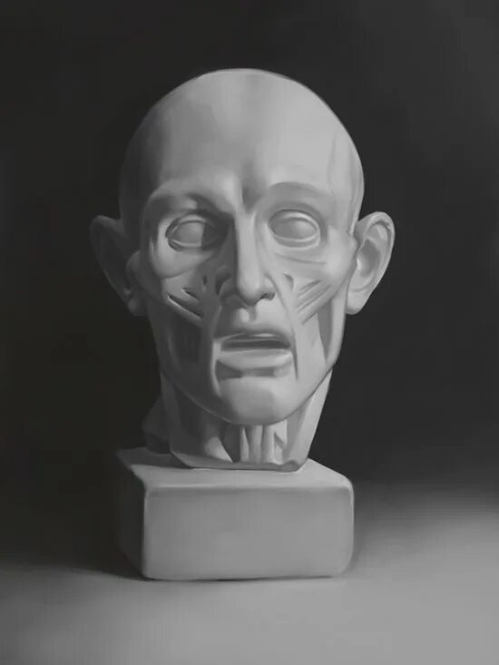 Гудон экорше. Гудон скульптура экорше. Голова гудона. Голова гудона. Гипсовая голова экорше гудона.