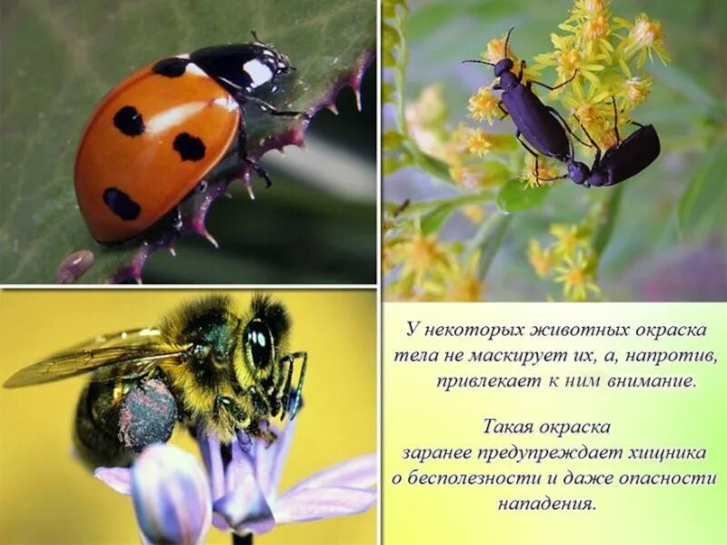 Какое значение имеет предупреждающая окраска животных. Предостерегающая окраска. предупреждающая окраска. предупреждающая окраска это в биологии. покровительственная и предостерегающая окраска.