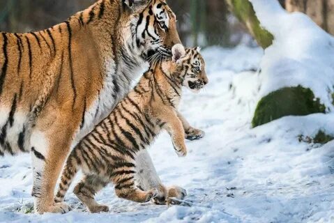Амурский тигр: проблемы восстановления популяции В мире животных Пульс Mail...