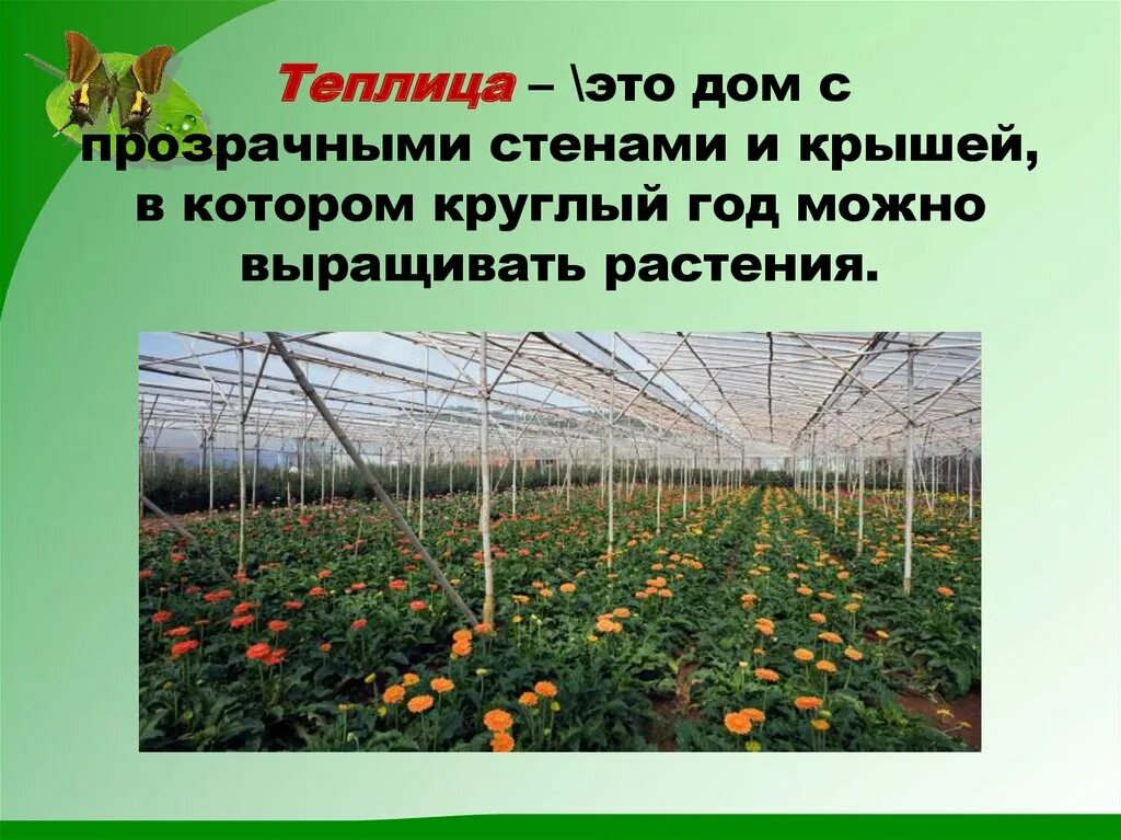 Реферат растениеводство. Растениеводство презентация. растениеводство 3 класс. растениеводство в теплице. проект полеводство.