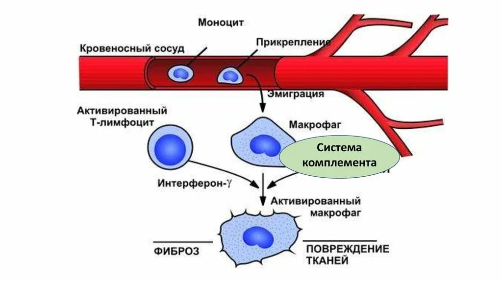 Макрофаги механизмы. Макрофаги микробиология. Фагоциты и лимфоциты. Схема развития макрофагов. Роль макрофагов в хроническом воспалении.