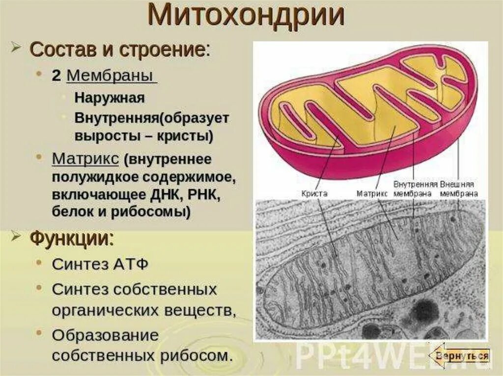 Митохондрии строение и функции. Строение и функции митохондрии клетки. Структуры клетки строение функции митохондрии. Состав и строение митохондрии. Митохондрия рнк