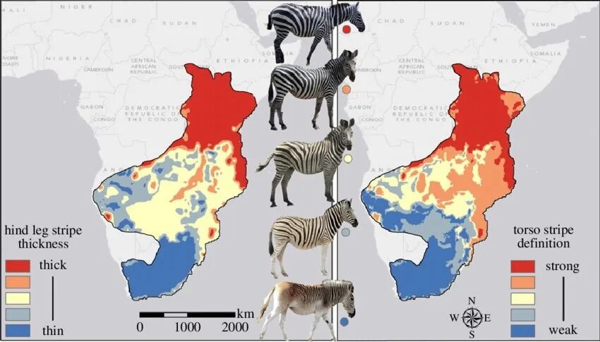 Где живет жираф на каком материке. Зебра ареал обитания. Популяция зебр карта. Зебра ареал обитания на карте.