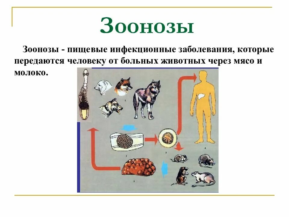 Какие заболевания животных наиболее опасны. Пищевые инфекционные заболевания зоонозы. Болезни животных передающиеся человеку. Болезни передаваемые от животных к человеку. Зоонозных инфекционных болезней.