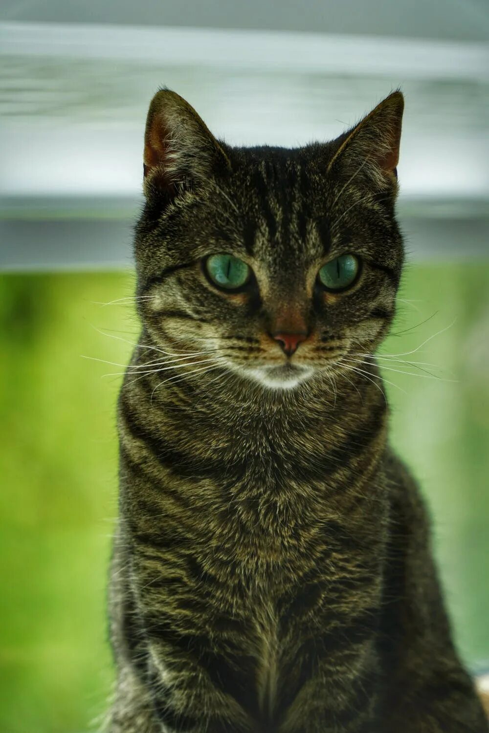 Темно зеленая кошка. Зеленый кот. кошка с зелеными глазами. кошка зеленого цвета. зеленая окраска кошка.
