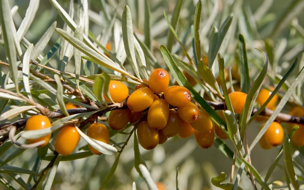 Облепиха тибетская. Облепиха крушиновидная листья. Облепиха (лист). Полезные свойства листьев облепихи. Полезные свойства листьев облепихи.