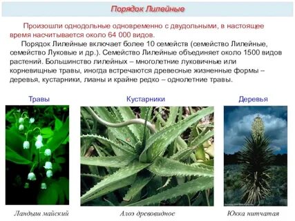 Лилейные жизненные формы