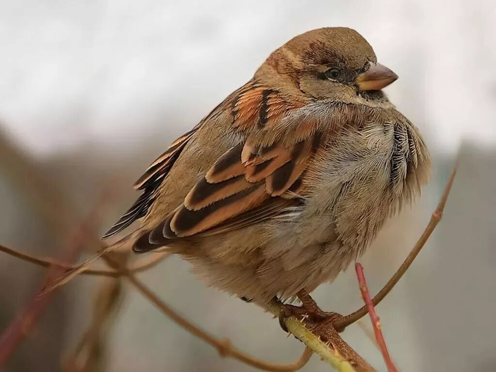 Воробей домовый passer domesticus. Домовой Воробей птица. Домовый Воробей воробьиные. Passer domesticus птица.