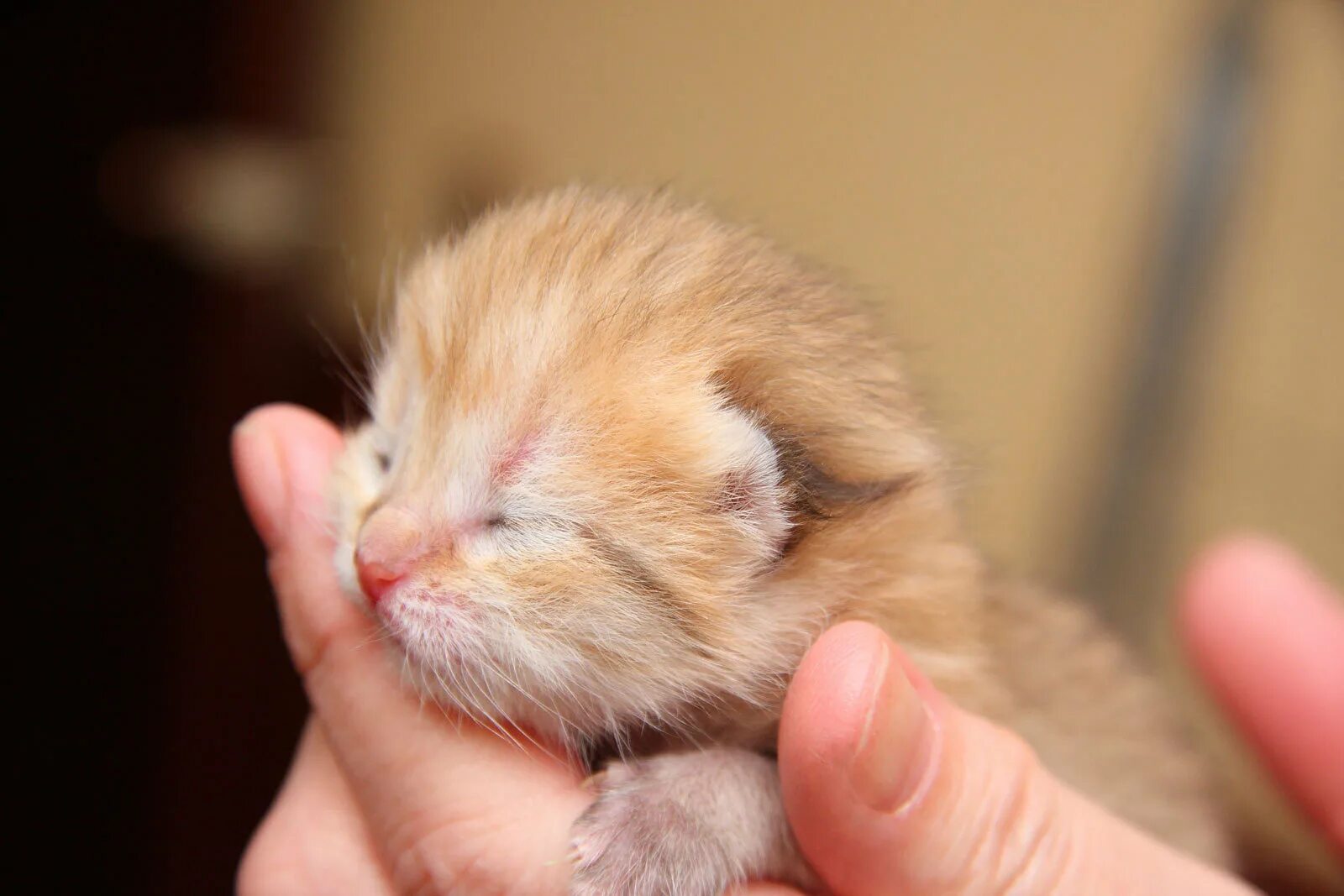 Сколько котят у рыжей кошки. Маленький котенок. Новорожденные котята. Слепые котята. Новорожденный котенок.