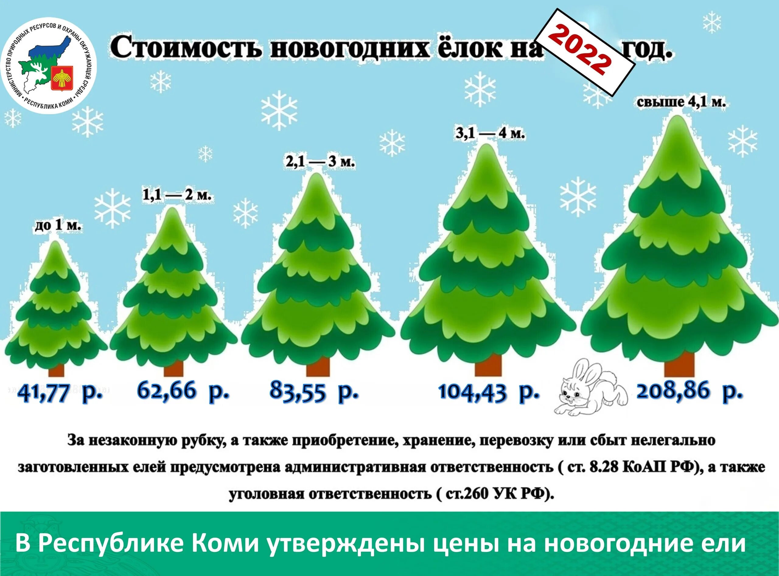 Какой штраф за ель. Живая ель на новый год. живая елка на новый год. ель высота. покажи в лесу новогодние елки.
