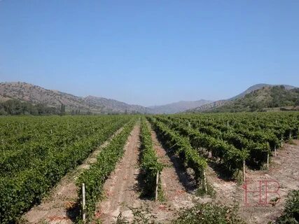 Плантации в крыму
