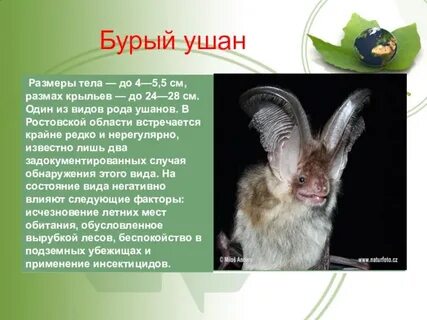 Животные из красной книги ростовской