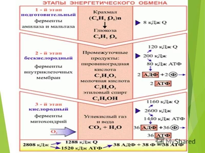 Формула кислородного этапа энергетического обмена. Этапы энергетического обмена таблица биология. Процессы стадий энергетического обмена. Этапы энергия обмена веществ схема. Схема энергетического обмена веществ в клетке.