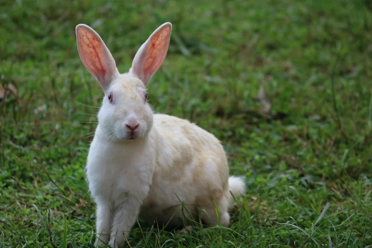 Кролик альбинос. Белый Паннон кролик. Заяц Русак альбинос. Заяц белый.