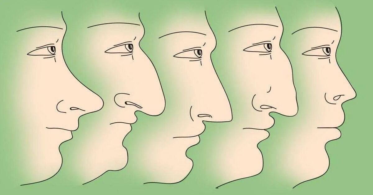 О чем говорит нос мужчины. Физиогномика формы Носов. Нос с горбинкой физиогномика. Разные профили лица. Форма носа и характер.