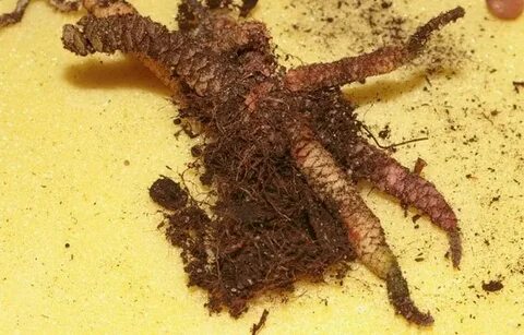 Чешуйки на корневище