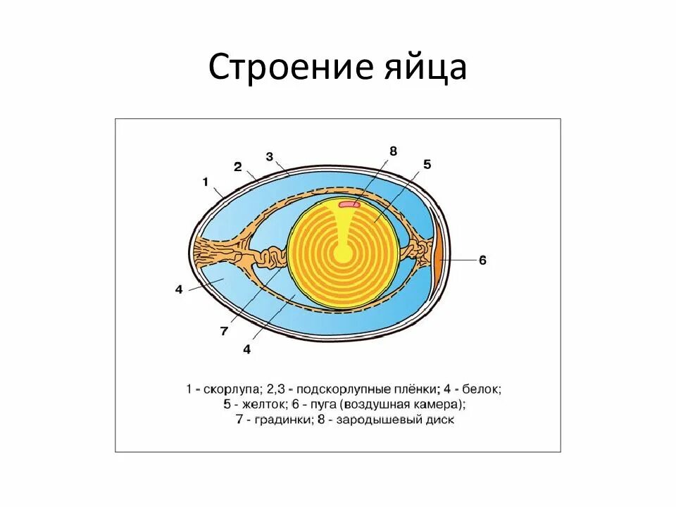 Схема строения яйца птицы. Схема строения куриного яйца рисунок. Схема строения яйца курицы. Схема внутреннего строения яйца.