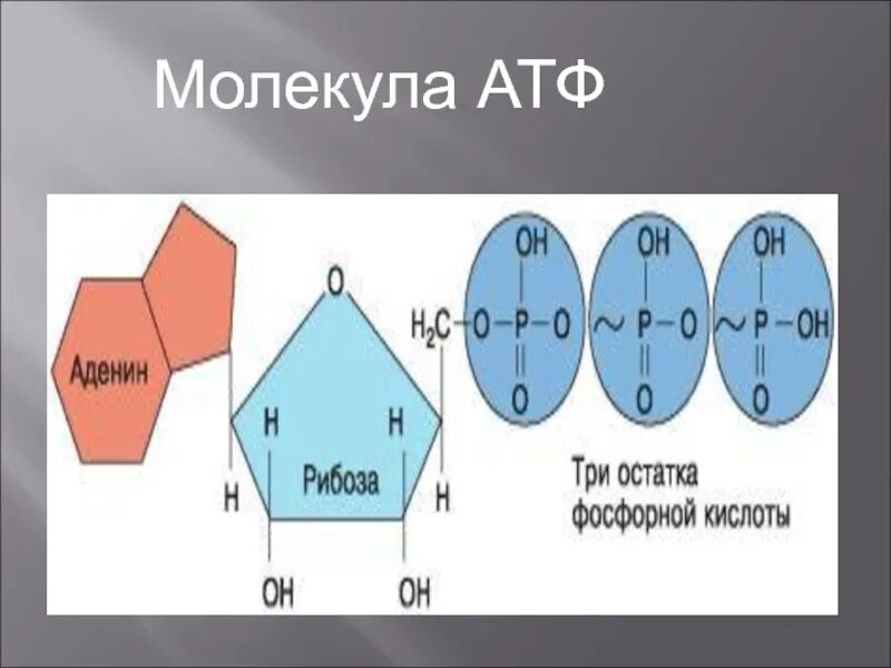 Рисунок молекулы атф. Строение молекулы АТФ аденин. Строение молекулы АТФ рисунок. Пространственное строение молекул АТФ. Строение молекулы АТФ.