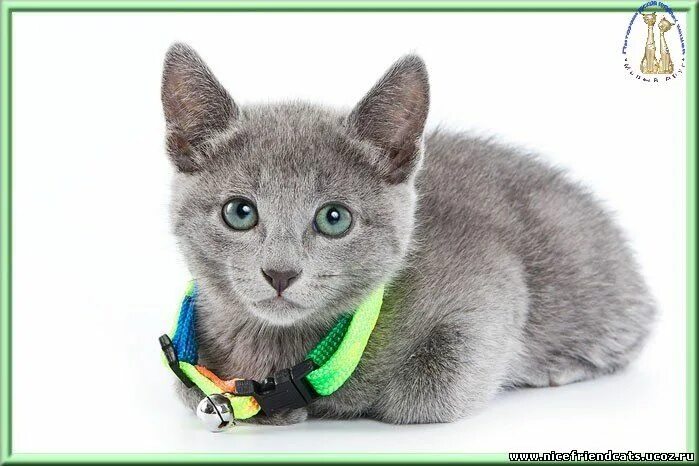 питомник персидских котов мономах аля. щенок лайки питомник. питомник милы ютуб. питомник милы ютуб. презентация помёта шипперке.