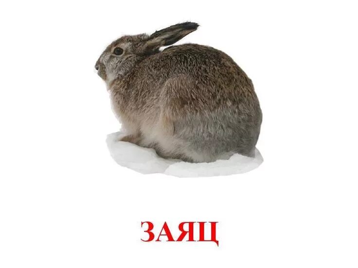 Hare транскрипция