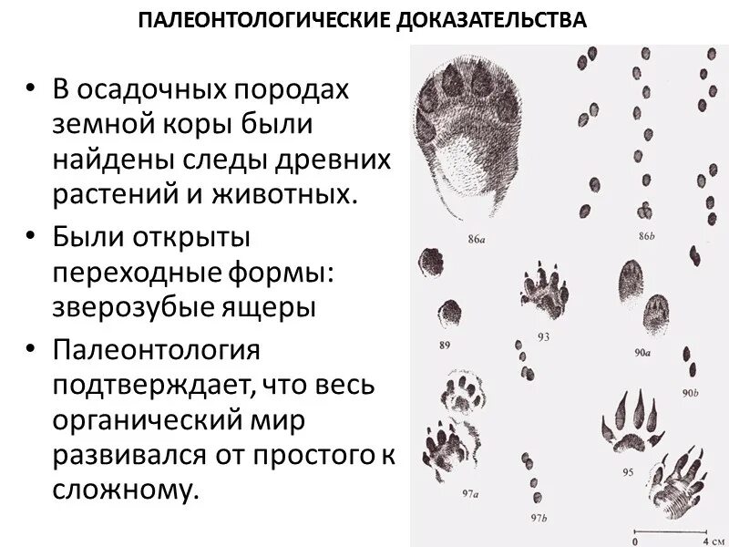 ДОКАЗАТЕЛЬСТВА ЭВОЛЮЦИИ ОРГАНИЧЕСКОГО МИРА Типы: сравнительно-анатомические; эмб