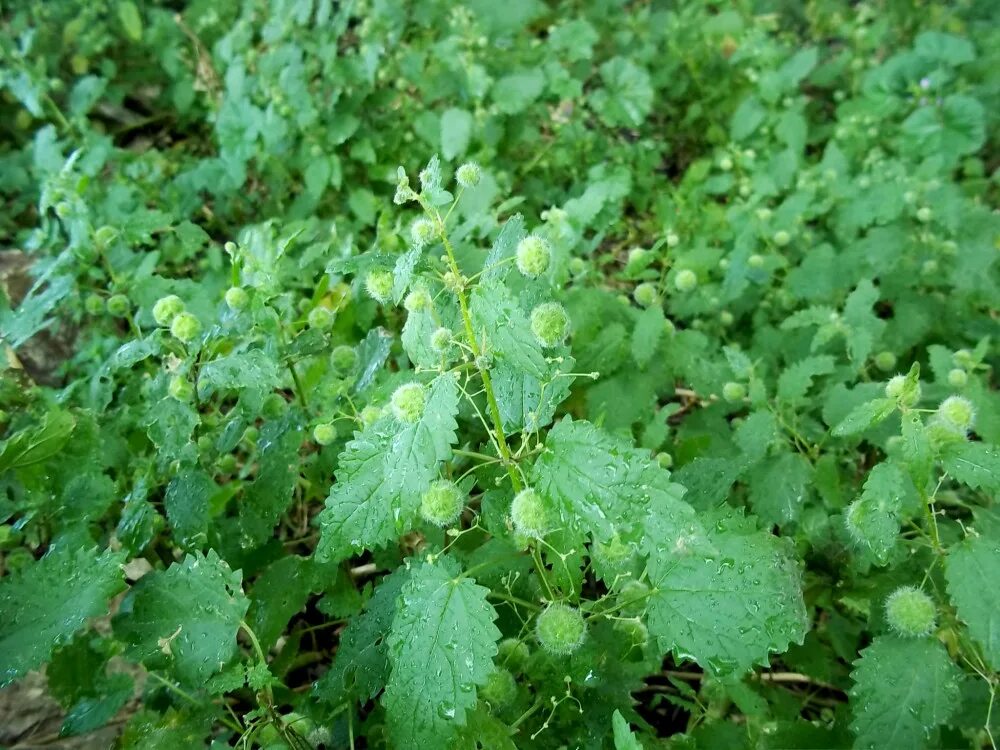 Крапива герой. Крапива шариконосная. Urtica pilulifera. Заросли крапивы. Жгучка растение.