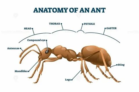 Am ant