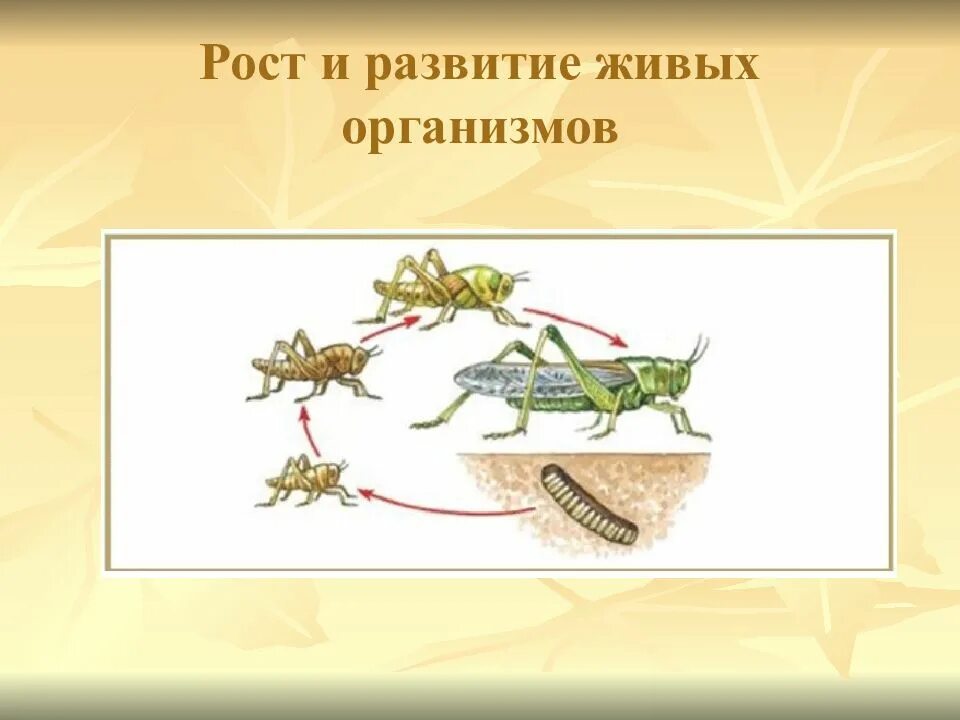 Развитие живых организмов. Рост и развитие живого. Рост живых организмов. Формирование живых организмов.