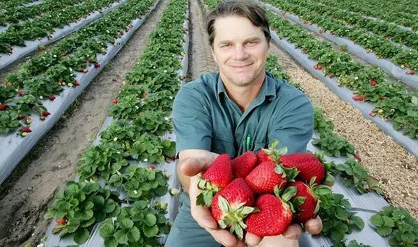 Совхоз имени ленина поля клубники. Сбор клубники. Клубнику собирать. Совхоз имени ленина поля клубники. Фермерское хозяйство клубника.
