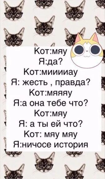 Мяу ты меня променял на какую. Мяу мяу. Котик мяу. Кошки говорят "мяу". Что значит мяу мяу.