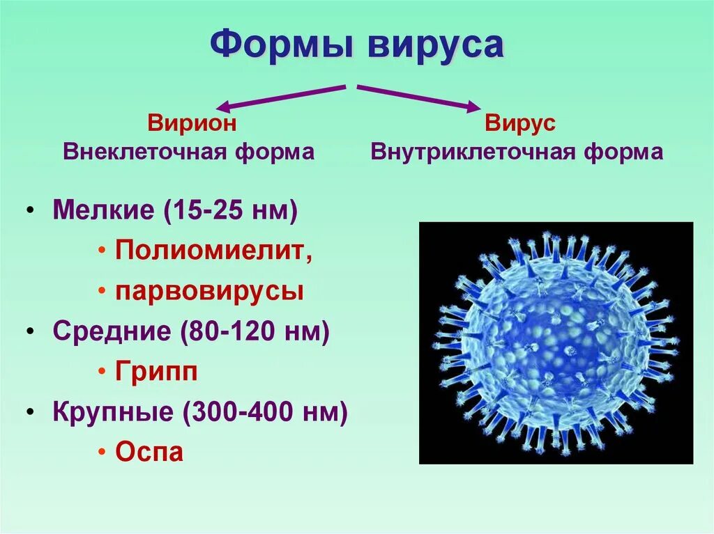 Формы вирусов. Формы вирионов вирусов. Формы вирусных частиц. Внеклеточная форма вируса. Характеристика вирусов биология