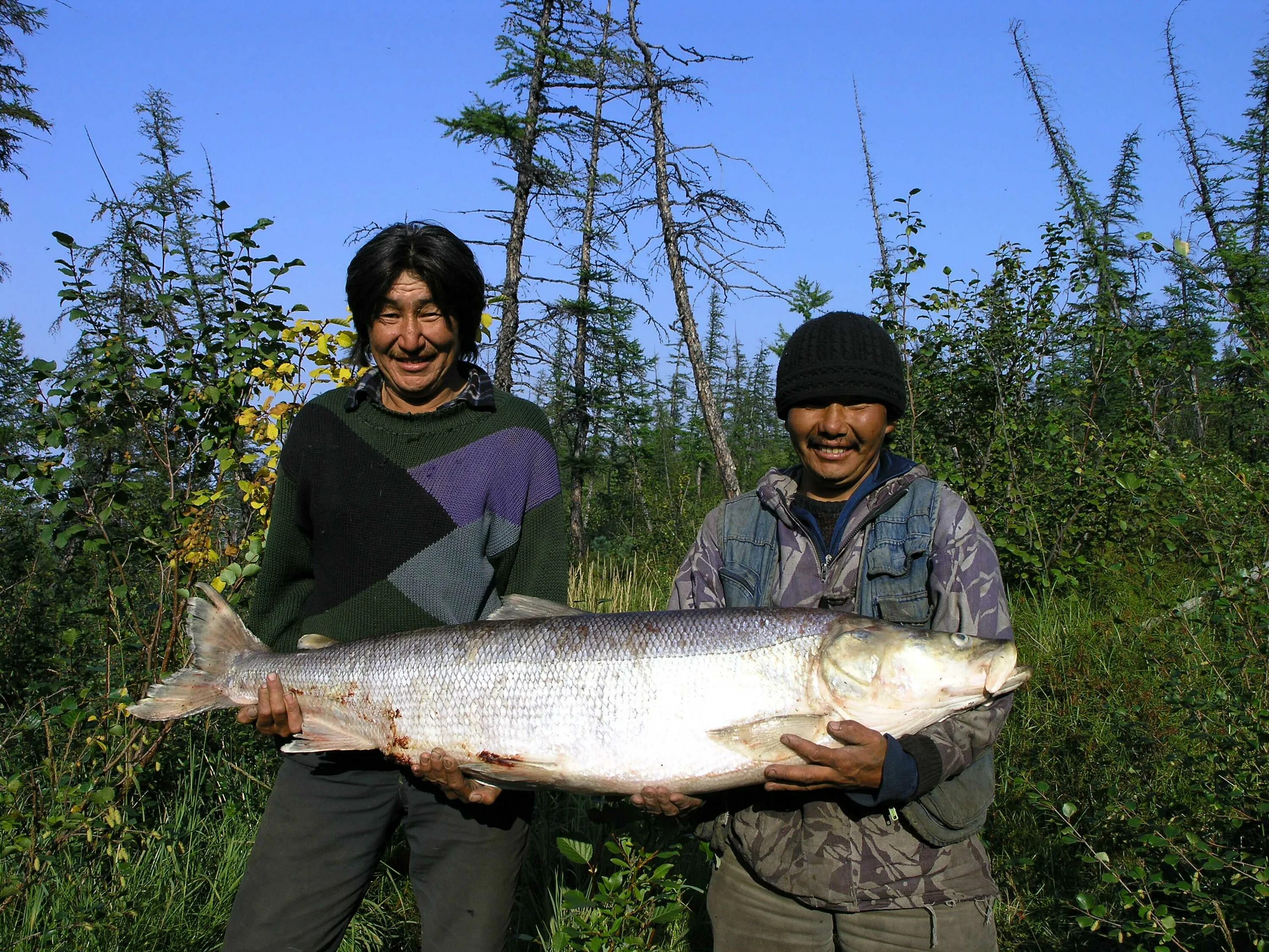 река вилюй рыбалка. хариус реки лена. ленок рыба в якутии. форель и таймень. рыбы реки лены.