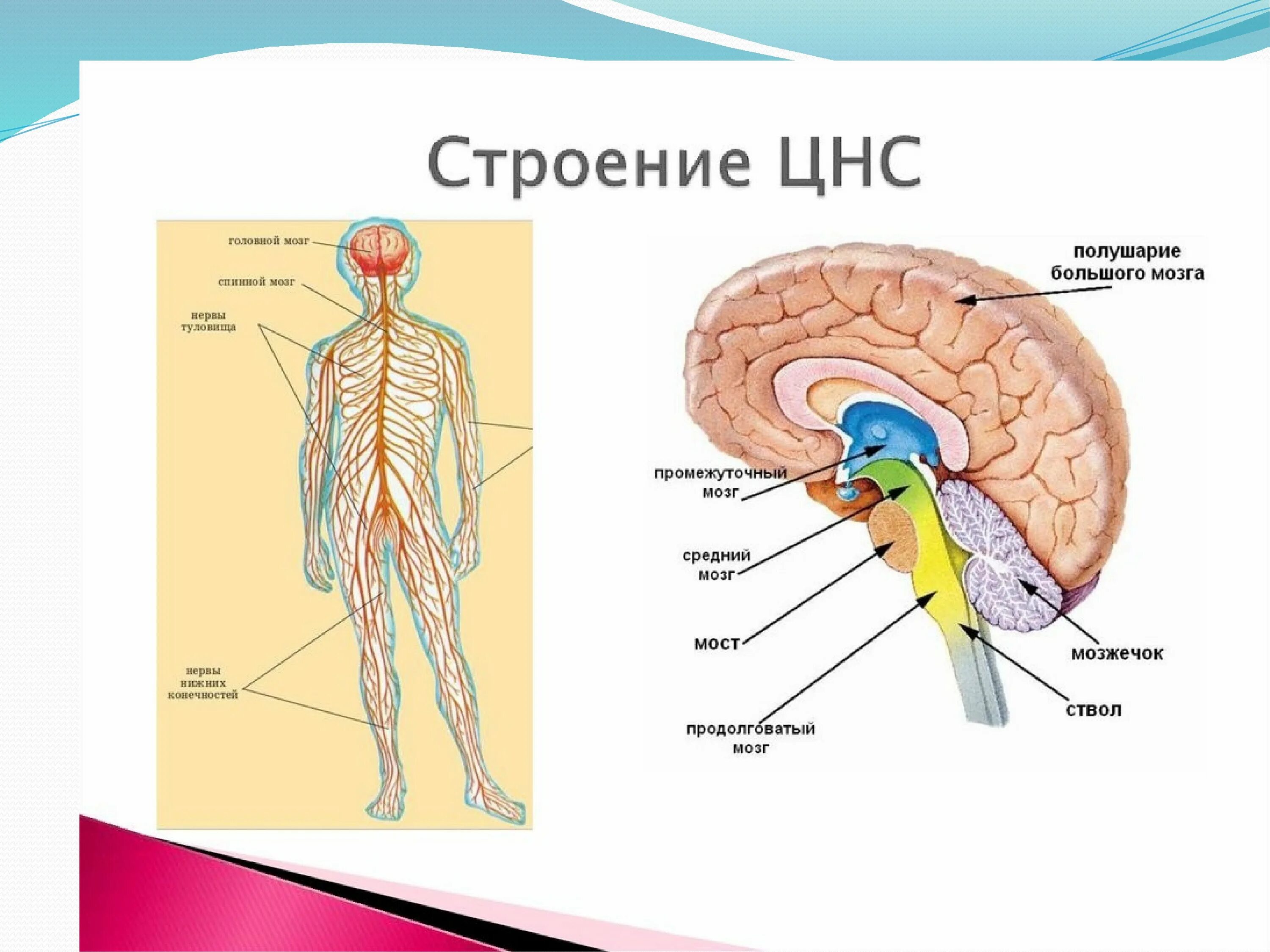 Спинной и головной мозг образуют нервную систему. Структуры центральной нервной системы. ЦНС головной мозг строение. Центральная нервная система человека анатомия. Структуры центральной нервной системы человека.