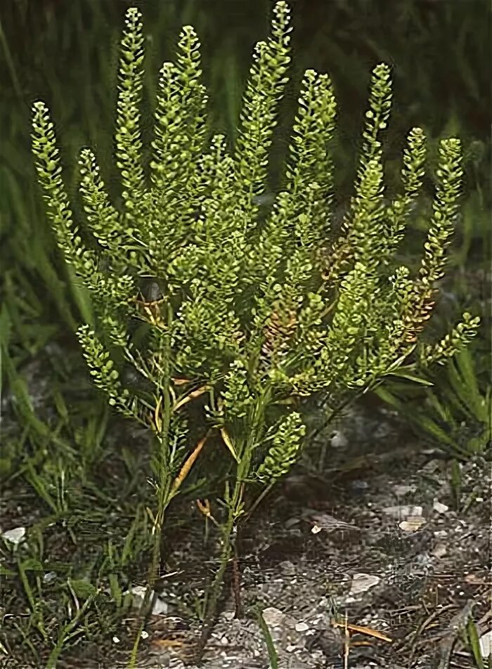 Клоповник полевой. Клоповник круповидный. Клоповником мусорным (lepidium ruderale. Свойства клоповника. Клоповник сорный.