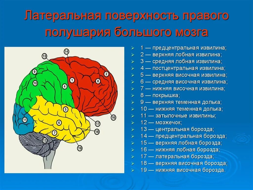 Значение борозд и извилин в головном мозге. Верхняя латеральная поверхность головного мозга. Латеральная поверхность полушария большого мозга. Латеральная поверхность мозга доли. Правое полушарие строение.