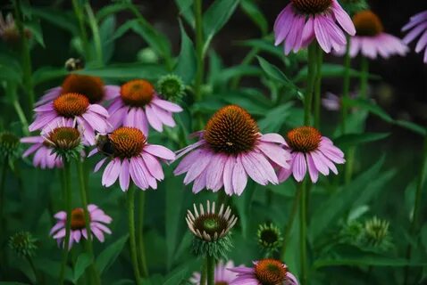 Эхинацея пурпурная echinacea purpurea