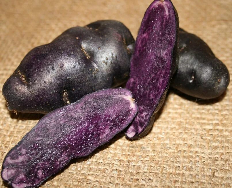 Сорт картофеля Северное Сияние. Potato seeds North Shine. - YouTube