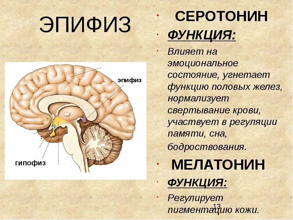 Гормоны вырабатываемые мозгом