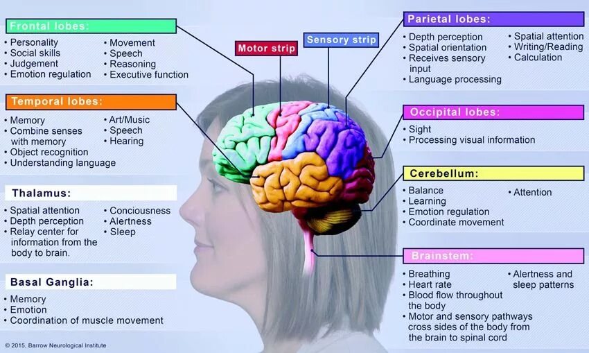 Controlling balance movement and coordination. Parts of brain and their function. brain functions. brain parts and functions. brain structure.
