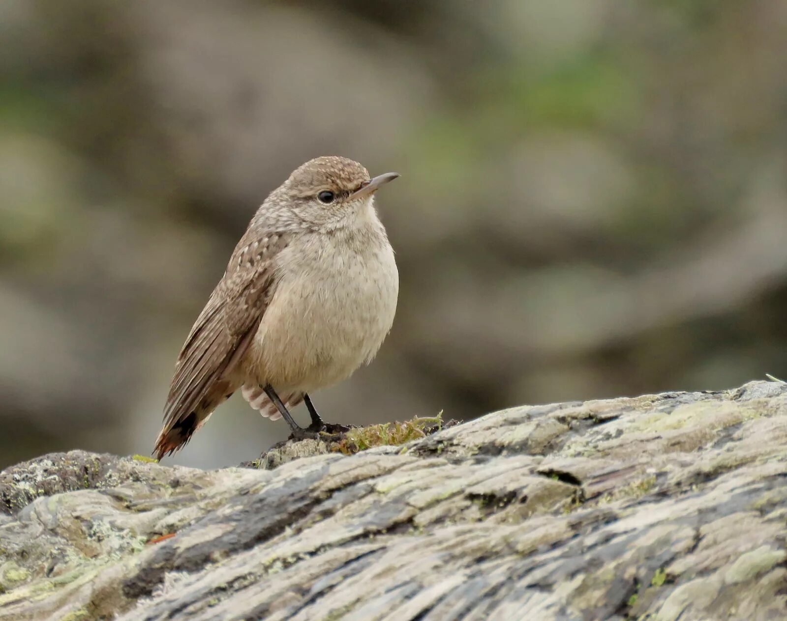 Brown bird
