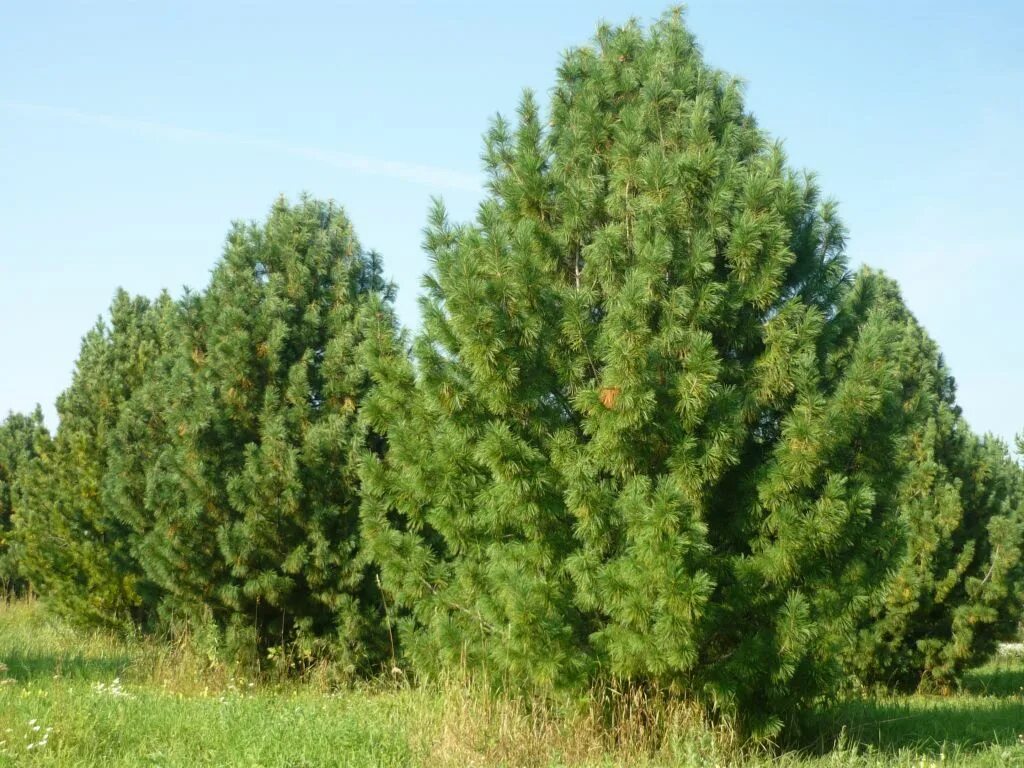 Кедр хвойная порода. Сосна Сибирская кедр Сибирский. Кедр Сибирский Pinus sibirica. Сосной сибирской (Pinus sibirica). Сосна́ Сиби́рская Кедро́вая (Pínus sibírica).