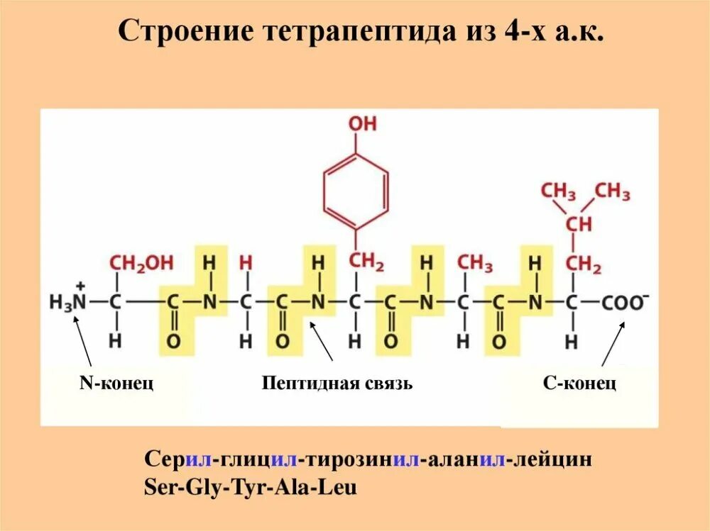 Белки строение пептидная связь. Пептидная связь аминокислот биохимия. Строение белков пептидная связь. Строение пептидной связи аминокислот. Ала сер гли вал