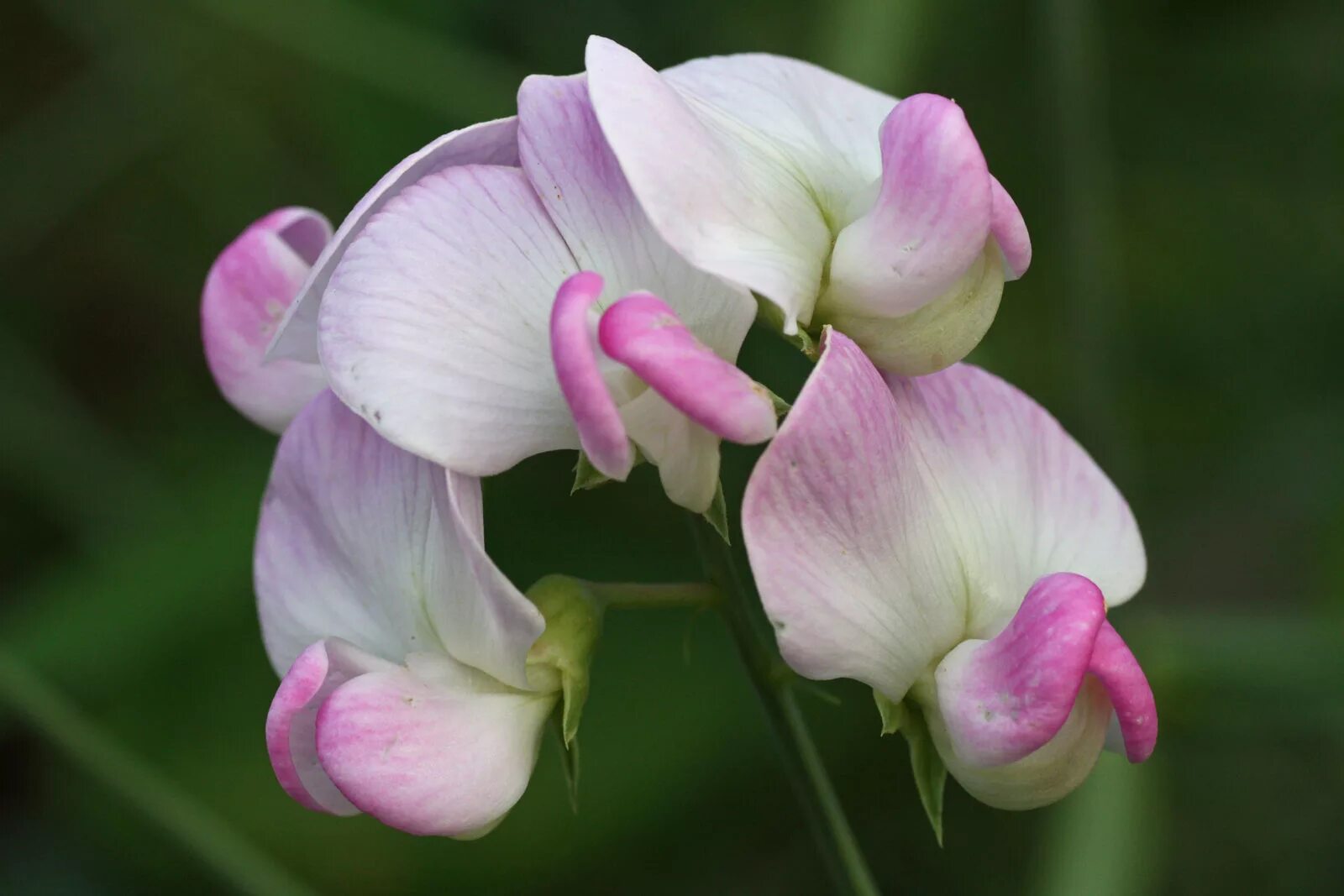 Чина многолетняя. Душистый горошек (Lathyrus odoratus). Латирус Одоратус. Латирус цветок. Латирус пахучий.