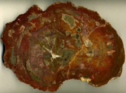 Petrified fish