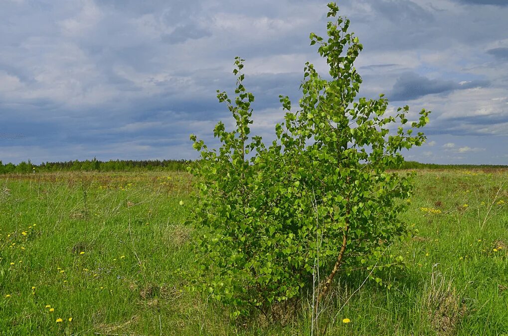 Берёза растопыренная. Betula Lanata. Молодая Березка. Маленькая береза. Небольшие березки