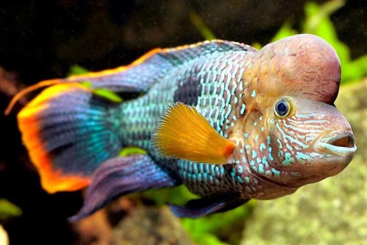 Male green terror Aquarium fish, Fish tank terrarium, African cichlids