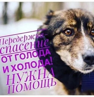 Если можешь помочь помоги животным