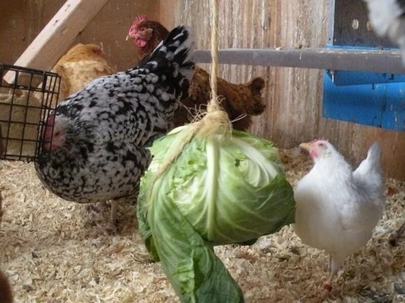 Зимовка кур. Куры зимой. Куры зимой. Домашние куры курятник. Кур несушек зимой.
