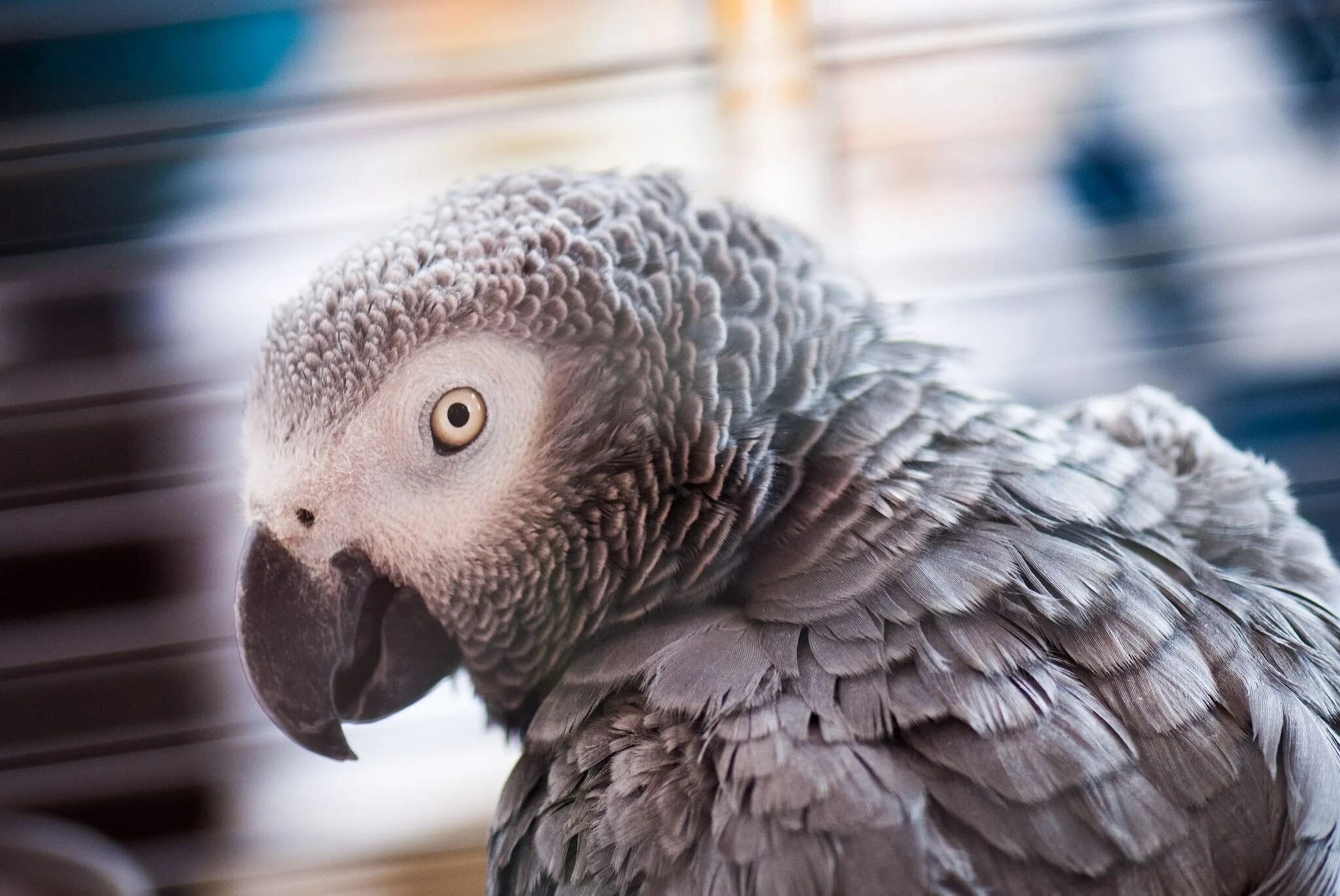 Самый умный попугай жако. Умный попугай. Коммунистический попугай. Попугай жако и ворон. Жако.