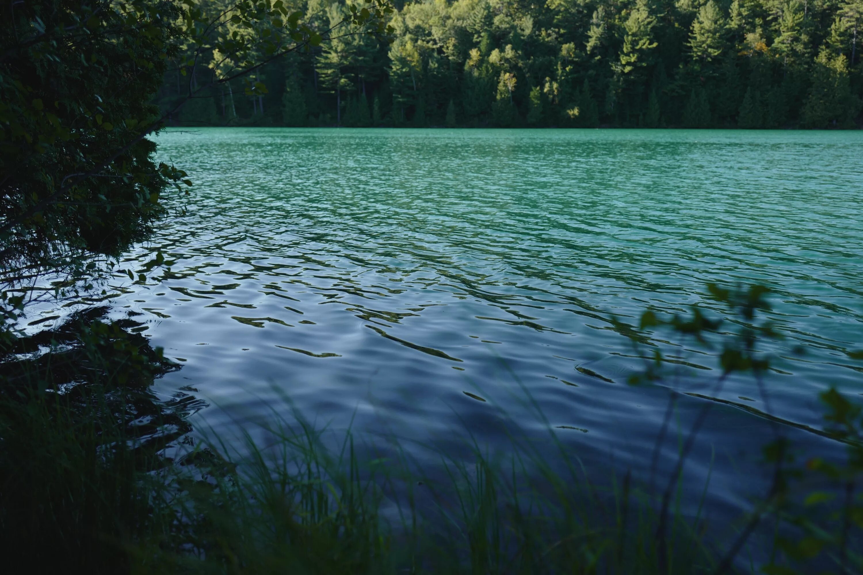 Водами озера входит в. Зеленое озеро Дмитровский район. Зеленые озера Вильнюс. Зеленое озеро Киров. Вода озеро.